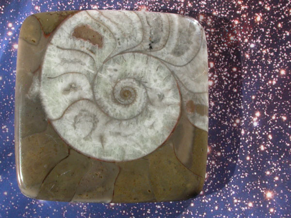 Ammonite designer cabochon