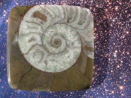 Ammonite designer cabochon