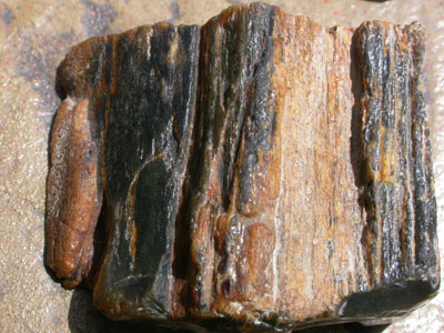 Black Petrified Wood Tongue