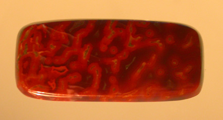 Dinosaur Bone Designer Cabochon AAA