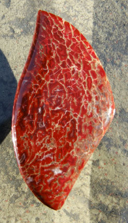 Dinosaurbone Designer Cabochon