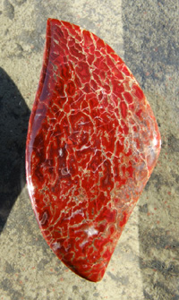 Dinosaurbone Designer Cabochon