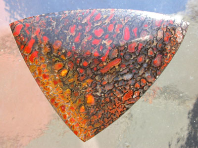 Dinosaur Bone Triangular Cab