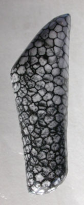 Stingray Coral Designer Cabochon