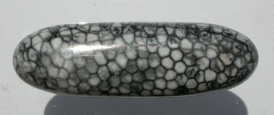 Stingray Coral Oval