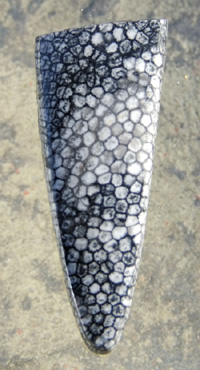 Stingray Coral Designer Cabochon
