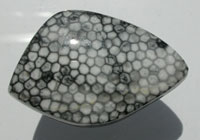 Stingray Coral Freeform