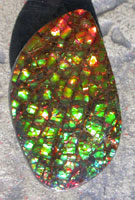 Ammolite Designer Cabochon