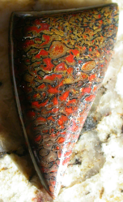 Dinosaur Bone Designer Cab