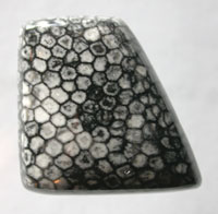 Stingray Coral Designer Cabochon